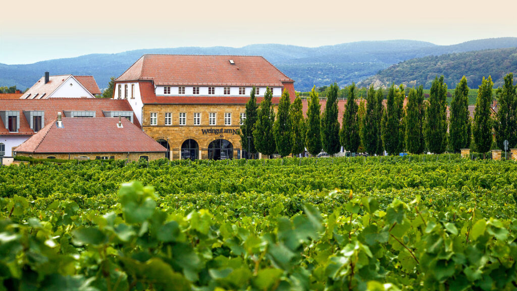 Weingut am Nil_Pfalz_Riesling_Wein-Event